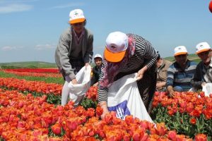 Lale tarlasında hasat zamanı
