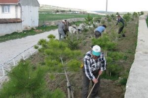 Mezarlıklarda bahar bakımı