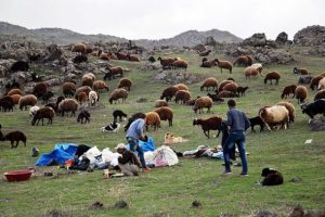 &Ccedil;obanların mesaisi başladı