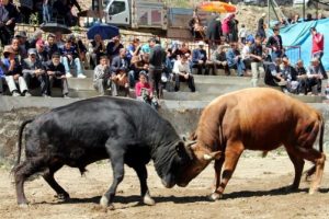Boğa g&uuml;reşi sezonu a&ccedil;ıldı