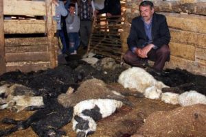 Umutlarını kurt kaptı