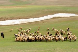 "&Ccedil;&ouml;z&uuml;m s&uuml;reci" et fiyatlarına da yarayacak
