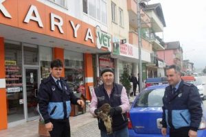 Yaralı doğan artık emin ellerde