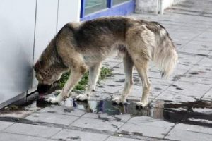 Urla Belediyesi, o iddiaları yalanladı