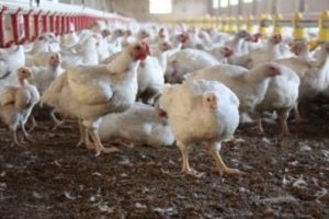Tavuk g&uuml;bresinden yakıt &uuml;rettiler