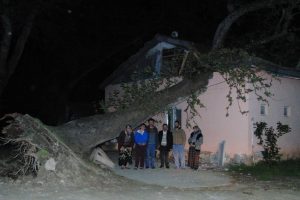 Dev &ccedil;ınar evin &uuml;zerine devrildi