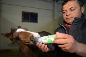 Geleceğin şampiyonları geliyor