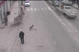 K&ouml;pek polisi g&ouml;r&uuml;nce...