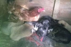 Yavru k&ouml;pekleri civcivleri sanıyor