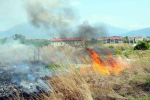 Kuş cenneti yangında k&uuml;l oldu