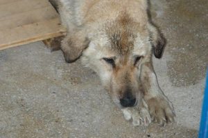K&ouml;peğin karnında 45 litre su &ccedil;ıktı