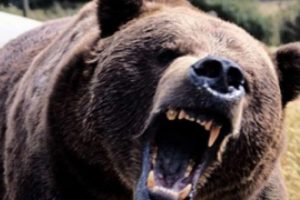 Yaşlı adam ormanda kanlar i&ccedil;inde bulundu