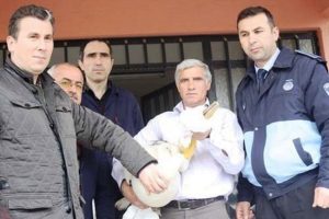 Bitkin d&uuml;şen pelikan tedavi altına alındı