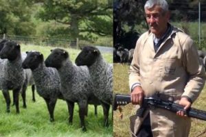 &Ouml;zel koyunlara silahlı koruma