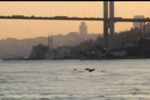 İstanbul Boğazı'na yunus akını