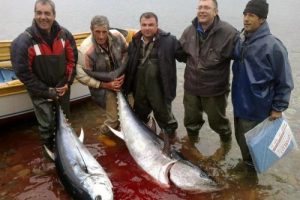 Oltayla 100 kilo orkinos yakaladılar