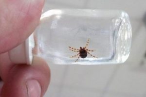Kene aşısında ilk aşama tamam