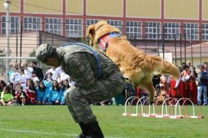 Eğitimli k&ouml;pekler nefes kesti