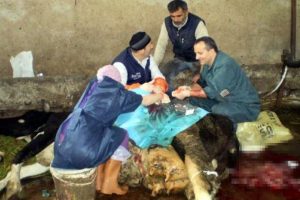 'Karakız'a ahırda sezeryan