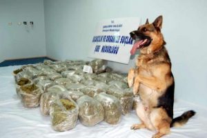 Narkotik k&ouml;peği ile r&ouml;portaj