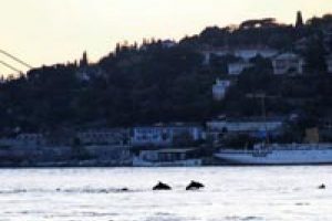 Yunusların Boğaz keyfi