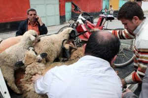 &Ccedil;aldıkları koyunları satamadan yakalandılar