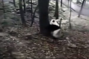Pandanın deprem paniği