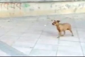 D&uuml;nyanın en yetenekli k&ouml;peği