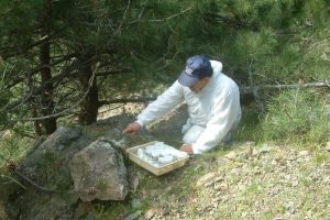 Laboratuvar b&ouml;cekleri ormanlara salınıyor