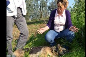 60 k&ouml;peği zehirlediler