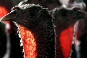 Almanya'da kuş gribi alarmı