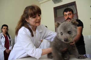 Yavru ayı Ramiz'e check-up taraması