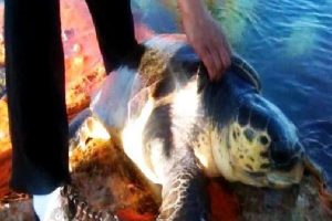 Caretta kurtarma operasyonu