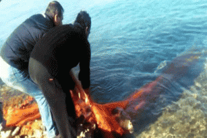 Caretta caretta b&ouml;yle kurtarıldı