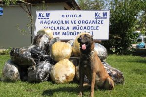 Alfa'dan ka&ccedil;ış yok
