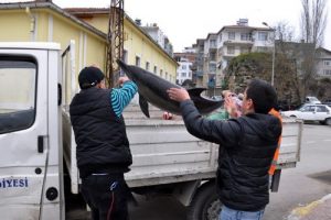Yunusları kurtaran yasak