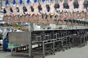Tavuk eti &uuml;retiminde hormon kullanılmıyor