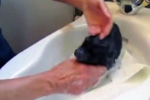 Domuzun banyo keyfi