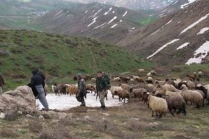 Hakkari'de operasyon!