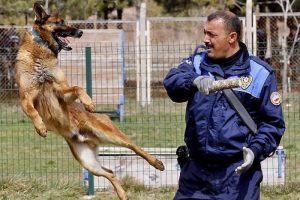 Bu k&ouml;pekler bir harika
