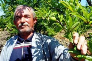 Yağmur eriği vurdu