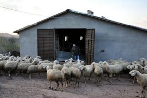 Gazete ilanıyla &ccedil;oban aranıyor