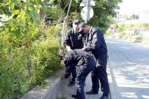 Polisten s&uuml;p&uuml;rgeli bonzai operasyonu