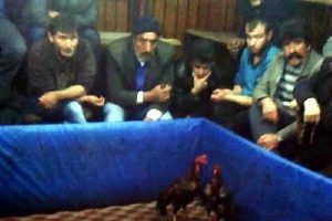 Horoz d&ouml;v&uuml;ş&uuml;ne polis baskını