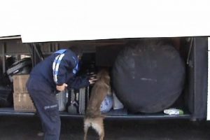 Suriyeli ka&ccedil;aklar esrarla yakalandı