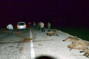 Ara&ccedil; s&uuml;r&uuml;ye daldı 60 koyun telef oldu