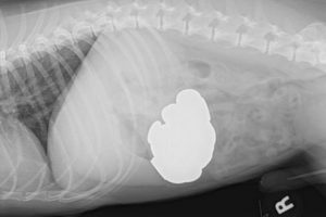 K&ouml;peklerin midesinden neler &ccedil;ıkmadı ki...