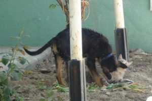 Kediyle k&ouml;peğin dostluğu şaşırtıyor!
