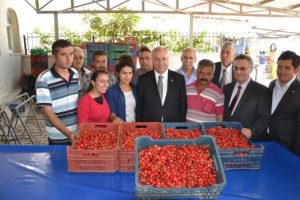 Kirazda rekolte d&uuml;şt&uuml;, sofralara pahalıya gelecek