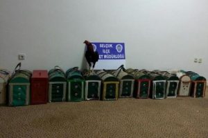 Bağ evinde horoz d&ouml;v&uuml;ş&uuml;